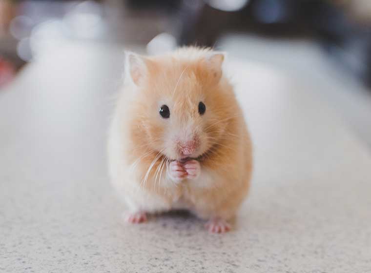 Hamster